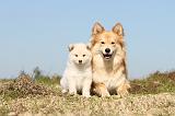 CHIEN FINNOIS DE LAPONIE 319